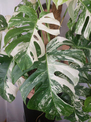 Monstera Variegata buschig