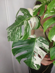 Monstera Variegata buschig