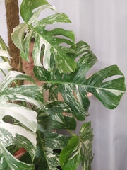 Monstera Variegata buschig