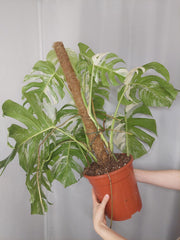 Monstera Variegata buschig