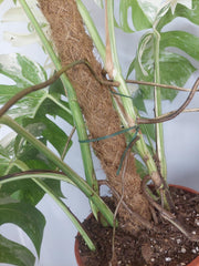 Monstera Variegata buschig