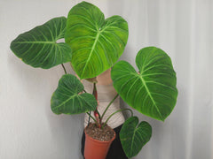 Philodendron El Choco Red groß