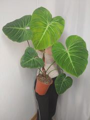 Philodendron El Choco Red groß