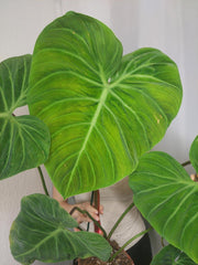 Philodendron El Choco Red groß