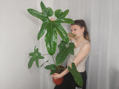 Anthurium Pedatum Groß