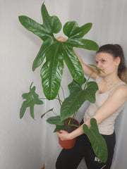 Anthurium Pedatum Groß