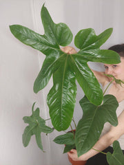 Anthurium Pedatum Groß