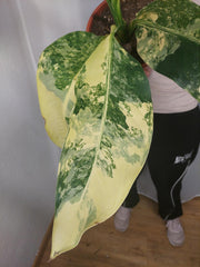 Dieffenbachia Big Ben Variegata