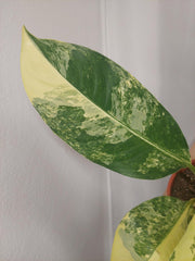 Dieffenbachia Big Ben Variegata