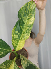 Dieffenbachia Big Ben Variegata
