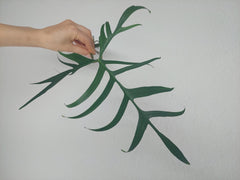 Philodendron Polypodioides Steckling