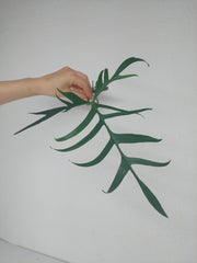 Philodendron Polypodioides Steckling