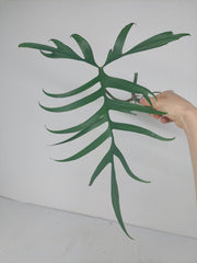 Philodendron Polypodioides Steckling