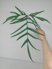 Philodendron Polypodioides Steckling