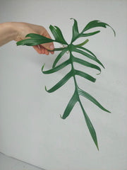 Philodendron Polypodioides Steckling