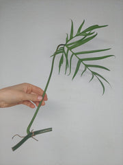 Philodendron Polypodioides Steckling