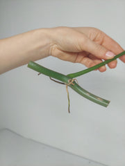 Philodendron Polypodioides Steckling