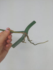 Philodendron Polypodioides Steckling