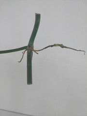 Philodendron Polypodioides Steckling