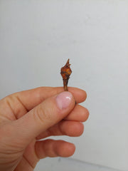 Alocasia Chantrieri (Rhizom / Bulbe)