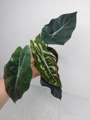 Alocasia Chantrieri (Rhizom / Bulbe)