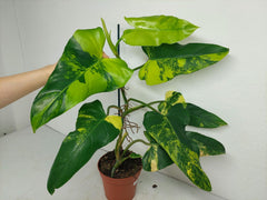 Philodendron Domesticum Variegata