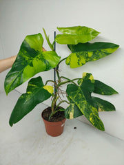 Philodendron Domesticum Variegata