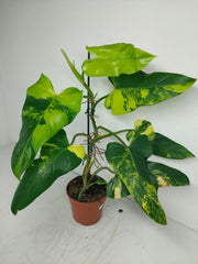 Philodendron Domesticum Variegata