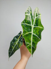 Alocasia Sanderiana Bull Variegata