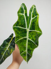 Alocasia Sanderiana Bull Variegata