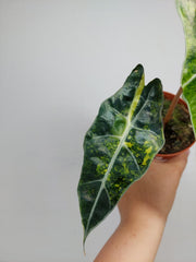 Alocasia Sanderiana Bull Variegata