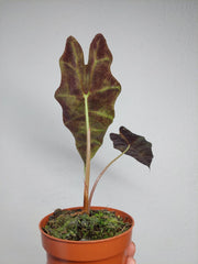 Alocasia Sanderiana Bull Variegata