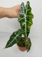 Alocasia Sanderiana Bull Variegata