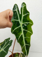 Alocasia Sanderiana Bull Variegata