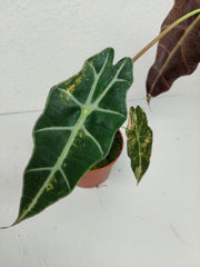Alocasia Sanderiana Bull Variegata