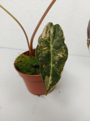 Alocasia Sanderiana Bull Variegata