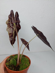Alocasia Sanderiana Bull Variegata