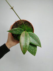 Hoya Wibergiae