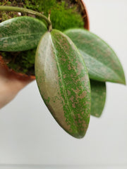 Hoya Wibergiae