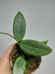 Hoya Wibergiae