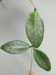 Hoya Wibergiae