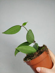 Hoya Wibergiae
