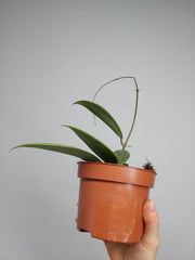 Hoya Wibergiae