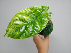 Alocasia Sinuata Aurea