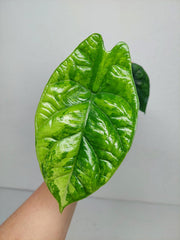 Alocasia Sinuata Aurea
