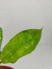Alocasia Sinuata Aurea