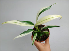 Epipremnum Amplissimum Variegata