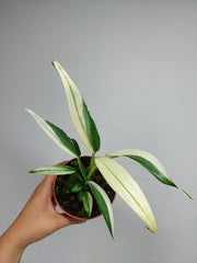 Epipremnum Amplissimum Variegata