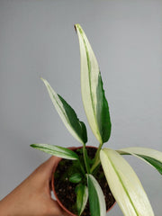 Epipremnum Amplissimum Variegata