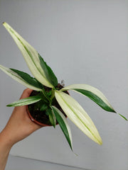 Epipremnum Amplissimum Variegata